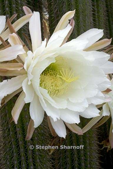 echinopsis sp 2 graphic